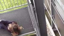 Stella on stairs 2/2