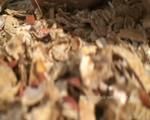 crushing peanuts