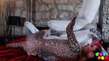 446 The cat loves the fish!
