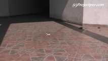 050024 Desperate Roxy Has To Pee In The Pedestrian Precinct