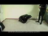 Training in the Puppy Suit