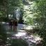 ab-137 Barefoot in the forest (1)