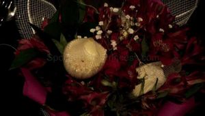Foot Fetish Flowers