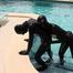 Strapon im Pool