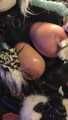 Furry vixen fox milks the slave.