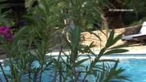 030045 Salma Pees On The Garden Steps