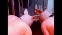 Schweinemästung
