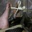 A new Hogtie Challenge for Muriel LaRoja