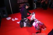 Claire Adams & Lola hogtied at Venus Fair