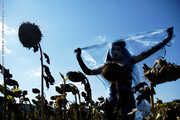 Sunflowers 1