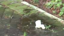 020144 Kathy Takes A Risky Pee In A Residential Area
