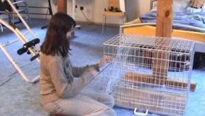 Sport (getting changed) VCD