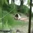 VOYEURHORNY 043