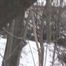 078017  A Chilly Pee In The Woods For Rachel Evans