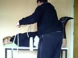 Hogtied on the table