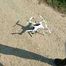 DRONE SEX