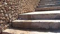 023104  Ewa Pees Down A Flight Of Steps