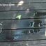 020170 Kathy Takes A Desperate Pee On The Decking