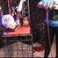2 new Hogtie Challenges for Lena King