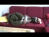 03:50 Min. video with Katharina tied and gagged in shiny downpants and downjacket