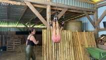 Suspended and whipped through the stable