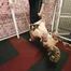 Rope-Wedgie for Emily