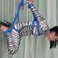 Zebra Suspension
