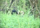 Sarah in the Woods