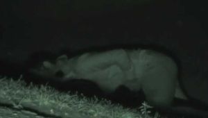 AMATEUR FUCKER 1836 part 1