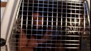 Hardcore Abductions #35 Abducted