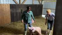 Slaughter day with Amely Pain which pig is today's turn