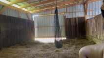 I drive my horny pig through the stable