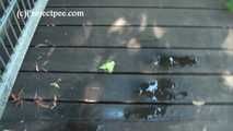 020170 Kathy Takes A Desperate Pee On The Decking