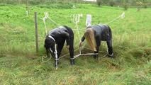 Jasmin & Lara tied to fence 2/2