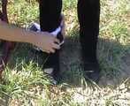 ab-083 Monique trained as Pony-Girl (2)