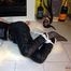 Ihr bester Hogtied! - Teil 2