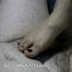 Barefoot Toejob