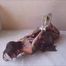 Golden Hogtie