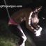 118003 Cynthia Vellons Pees By Her Car