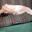 Hogtied Captive