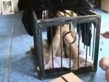 AB-185 My Slavegirl Lupina (Part 1)