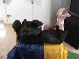 Get 3 classic archive videos with Katharina bound and gagged in shiny nylon rainwear