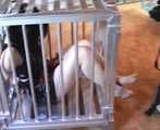 ab-086 Held for ransom (3)